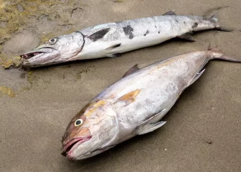 Bangkai Ikan Halal atau Haram