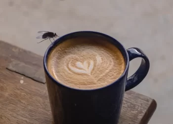 hadits lalat masuk minuman