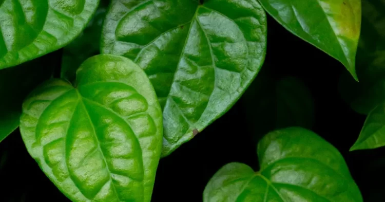 daun sirih