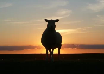 foto siluet seekor kambing