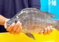 ikan nila