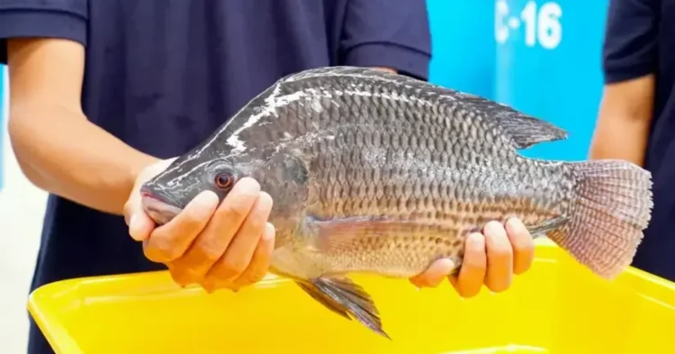 ikan nila