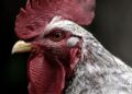 Close-up kepala ayam jantan, ilustrasi hukum adu ayam (sabung ayam) dalam Islam