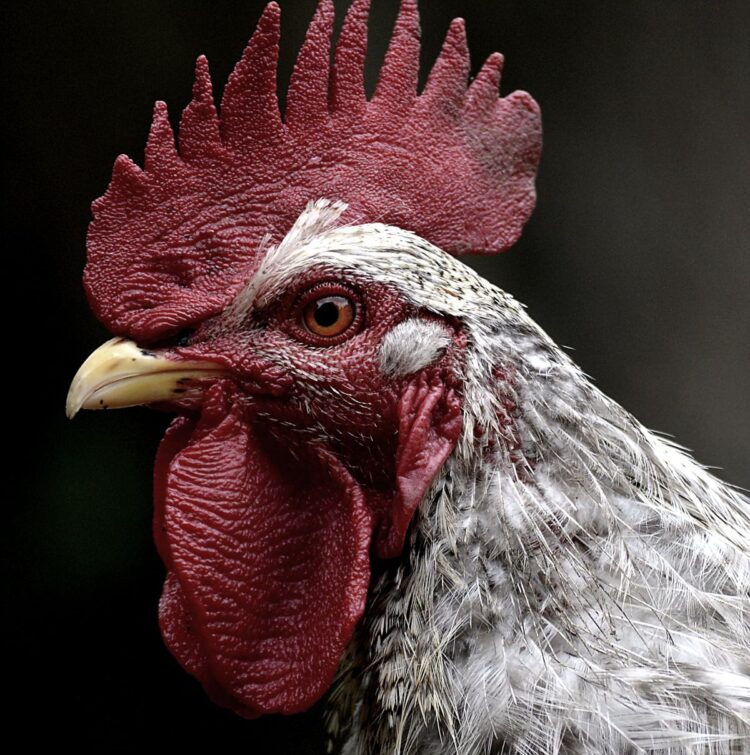 Close-up kepala ayam jantan, ilustrasi hukum adu ayam (sabung ayam) dalam Islam