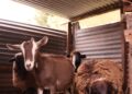 Kambing dan domba di kandang, ilustrasi hukum aqiqah dan urutannya dengan kurban