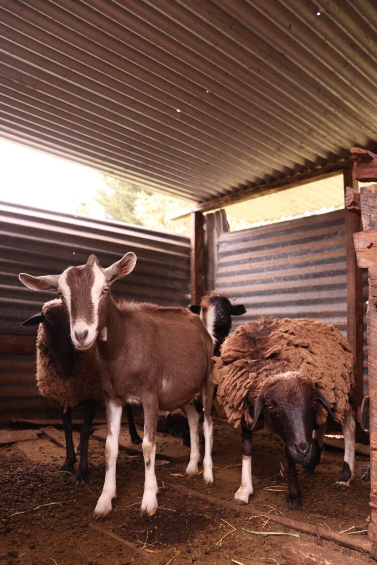 Kambing dan domba di kandang, ilustrasi hukum aqiqah dan urutannya dengan kurban
