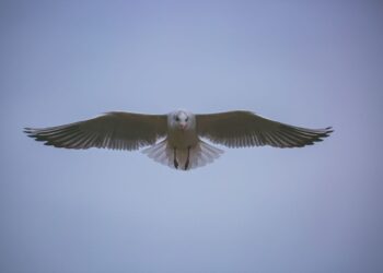 Burung terbang dengan sayap terbentang di langit, ilustrasi hadits tentang tawakal