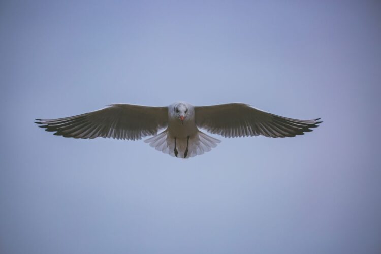 Burung terbang dengan sayap terbentang di langit, ilustrasi hadits tentang tawakal