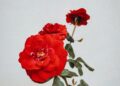 Bunga mawar merah dengan latar putih polos, ilustrasi hukum merayakan Hari Valentine dalam Islam