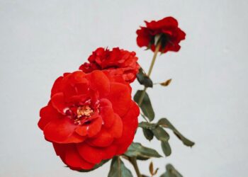 Bunga mawar merah dengan latar putih polos, ilustrasi hukum merayakan Hari Valentine dalam Islam