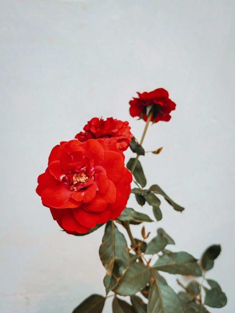 Bunga mawar merah dengan latar putih polos, ilustrasi hukum merayakan Hari Valentine dalam Islam