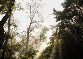Cahaya matahari pagi menembus dedaunan hutan, ilustrasi keutamaan shalat Dhuha sebagai pengganti sedekah persendian