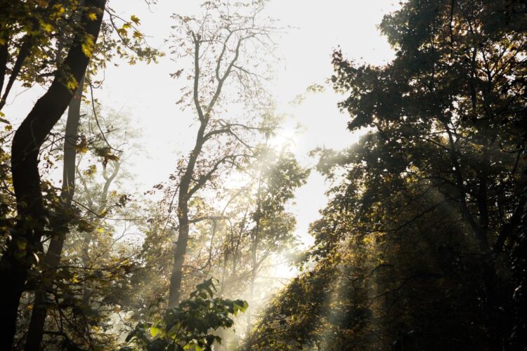 Cahaya matahari pagi menembus dedaunan hutan, ilustrasi keutamaan shalat Dhuha sebagai pengganti sedekah persendian