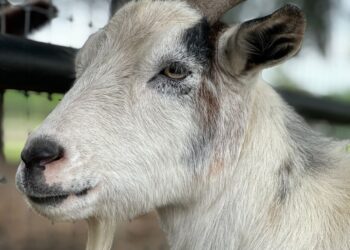 Kambing putih bertanduk, ilustrasi syarat hewan kurban