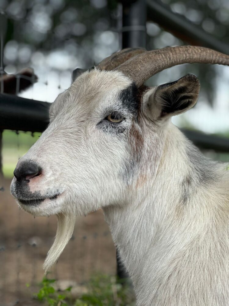 Kambing putih bertanduk, ilustrasi syarat hewan kurban